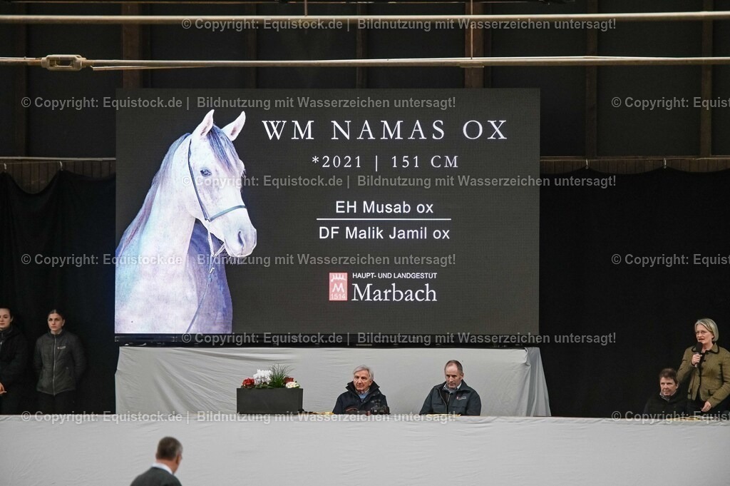 20260307_Hengstvorstellung-Marbach_0406 | equistock