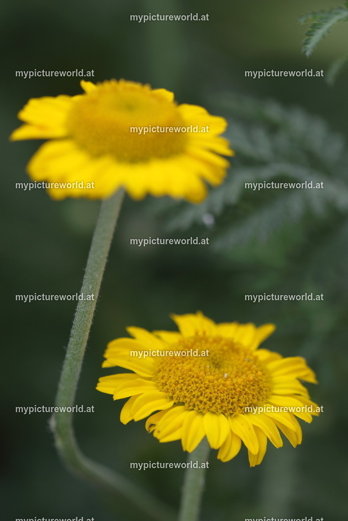 Färberkamille-001 | Das Bilderarchiv über Tiere, Planzen und Landschaften. In der Bilddatenbank finden Sie ein große Auswahl an hochwertigen Bilder für Ihre Werbung - Realized with Pictrs.com