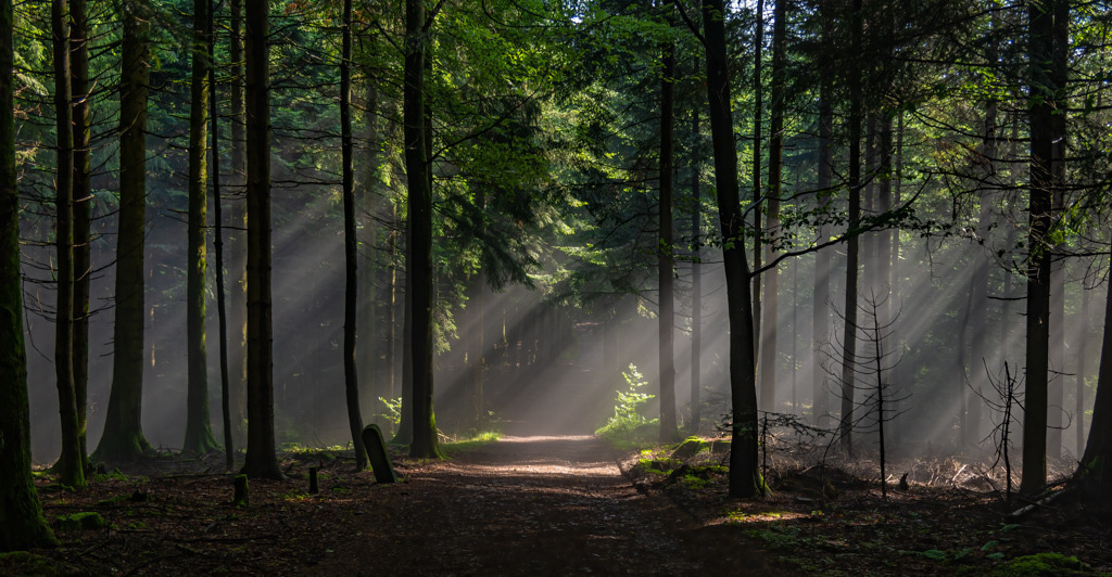 Licht und Schatten im Schwarzwald | Im Zusammenspiel von Nebel, Bäumen und Sonnenstrahlen, malt die Natur jede Minute ein neues Gemälde und ich empfinde es jedes Mal als großes Glück, dabei zu sein. - Realisiert mit Pictrs.com