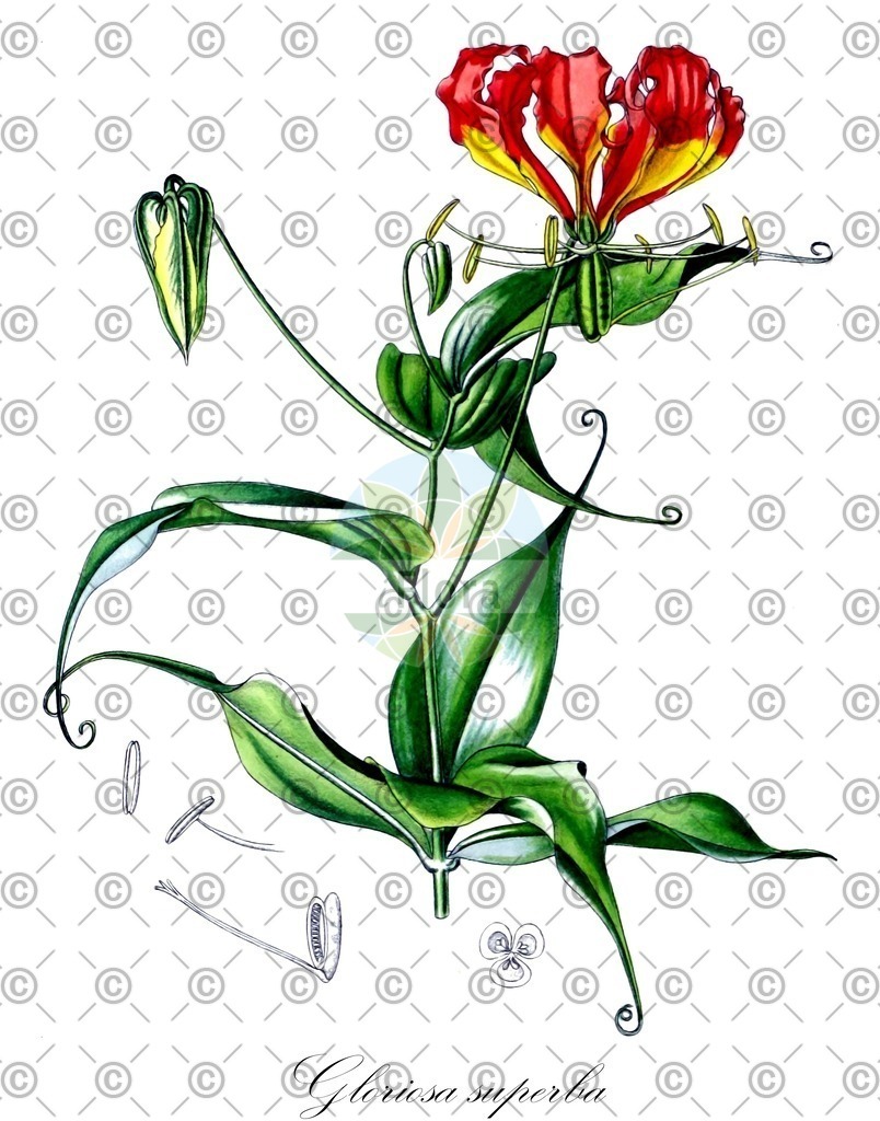 HistAbb_wfo-0000704006_2_ENZY_Simple | Historische Abbildung von Gloriosa superba - Colchicaceae (Ruhmeskrone) | Historical Illustration of Gloriosa superba - Colchicaceae