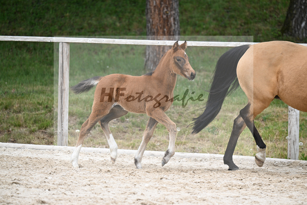 Kat-Nr. 31 SF Dallas County WE x Casino Royale K_Bentz_24260767 | hf-fotografie - Realisiert mit Pictrs.com