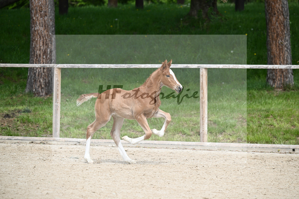Van Vermeer x Wynton_SF_Gestuet Greim_11240342 | hf-fotografie - Realisiert mit Pictrs.com