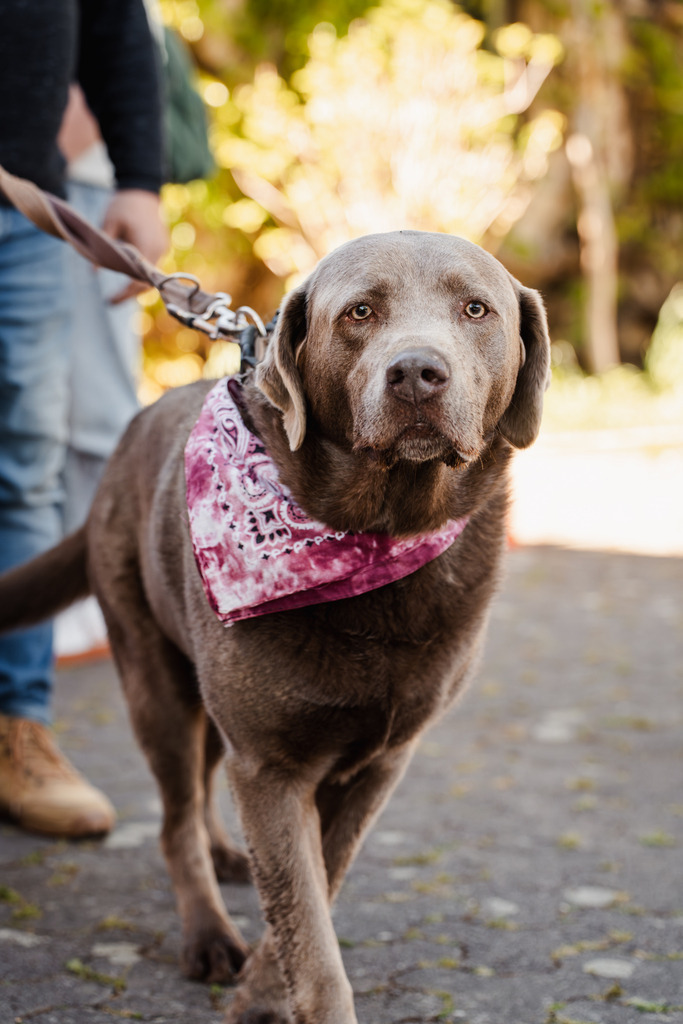 20260426-107 | MuT (Mensch und Tier) mit Mona - Fotografie und Tierkommunikation - Realisiert mit Pictrs.com