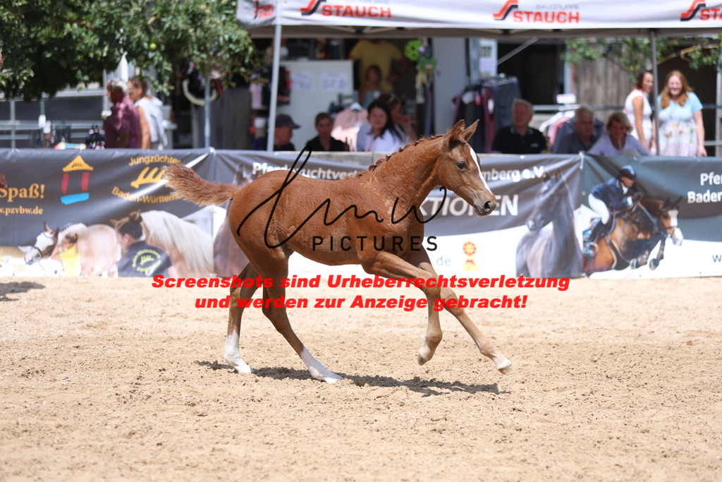 Fohlenschau_Schwäbisch_Hall_springbetonte_Fohlen_KN 36_6 | lmwpictures - Realisiert mit Pictrs.com