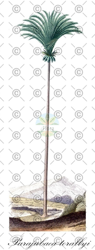 HistAbb_6F78_2_ENZY_Simple | Historische Abbildung von Parajubaea torallyi - Arecaceae | Historical Illustration of Parajubaea torallyi - Arecaceae