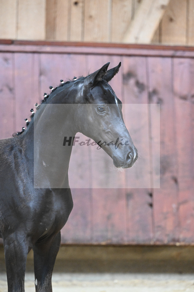 Kat-Nr. 26 SF Zenetti_Kirchmaier_26230320 | hf-fotografie - Realizzato con Pictrs.com