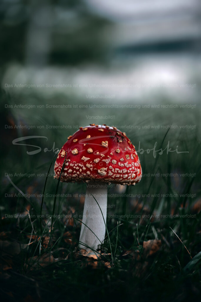 Wandbild Fliegenpilz | People- und Tierfotografie, Imageaufnahmen, Veranstaltungsfotografie und Wandbilder aus der Natur ★ Made in Germany ✔️ Druck + Downloads ✔️ Naturfotografie in Top Qualität ★ schneller Versand, weltweite Lieferung! - Realisiert mit Pictrs.com