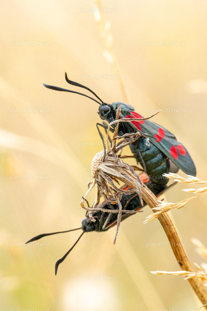 Hab dich lieb .-) | Entdecke die faszinierende Welt der Natur- und Wildlife-Fotografie von Daniel und Bärbel. Inspirierende Bilder von wilden Tieren und kleinen Naturwundern.