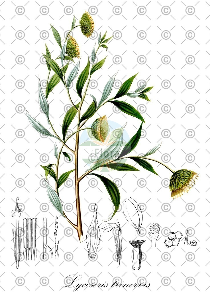 HistAbb_EMP_140324_1_FloraD_Simple | Historische Abbildung von Lycoseris trinervis - Asteraceae | Historical Illustration of Lycoseris trinervis - Asteraceae