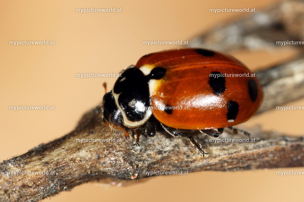 Hippodamia variegata-006 | Das Bilderarchiv über Tiere, Planzen und Landschaften. In der Bilddatenbank finden Sie ein große Auswahl an hochwertigen Bilder für Ihre Werbung - Realisiert mit Pictrs.com