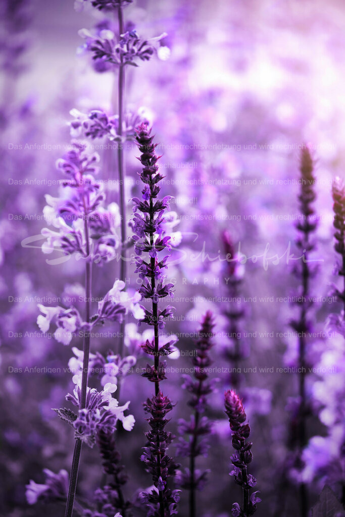 Wandbild Pink Dream | Der Hain-Salbei, auch Salvia nemorosa genannt, ist eine mehrjährige krautige Pflanze aus der Familie der Lamiaceae. Sie ist in Europa heimisch und kommt häufig auf Wiesen, an Waldrändern und an felsigen Hängen vor. Der Hain-Salbei wird wegen seiner attraktiven Blüten und seines aromatischen Laubes auch als Zierpflanze in Gärten angebaut. - Realisiert mit Pictrs.com