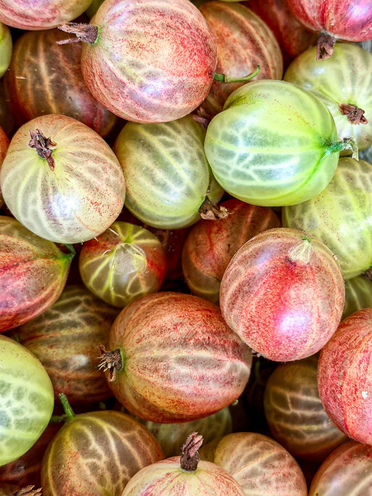 Gooseberry Texture | Botanisches Stachelbeeren Makro Wandbild | Frische Farben und faszinierende Natur-Strukturen. Diese hochaufgelöste Makro-Nahaufnahme von Stachelbeeren besticht durch das filigrane Linienmuster der Früchte und ein lebendiges Zusammenspiel aus zartem Grün und reifen Rottönen. Als großformatiges Wandbild (besonders brillant hinter Acrylglas/Gallery-Print oder auf Leinwand) bringt dieses Kunstwerk natürliche Eleganz und Frische in jede Küche oder das Esszimmer. - Realisiert mit Pictrs.com