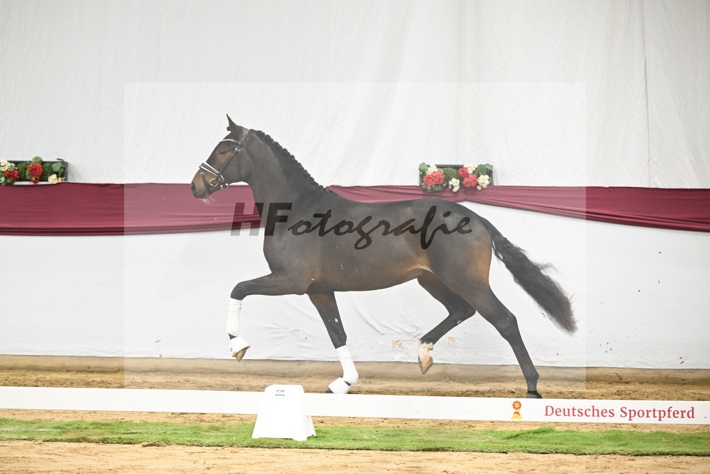 Kat-Nr. 67 Extra Gold x Showmaker_Matthias Schlamminger GmbH_47252546 | hf-fotografie - Realisiert mit Pictrs.com