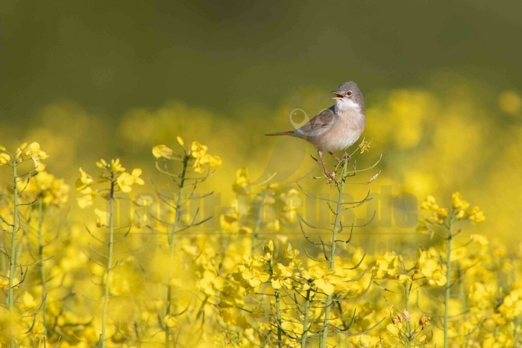20170501080413-2 | Die Dorngrasmücke ist ein Singvogel aus der Gattung der Curruca und in Europa weit verbreitet. Sie bevorzugt Lebensräume mit dornigen Büschen, in denen sie ihr Nest anlegt. - Realisiert mit Pictrs.com