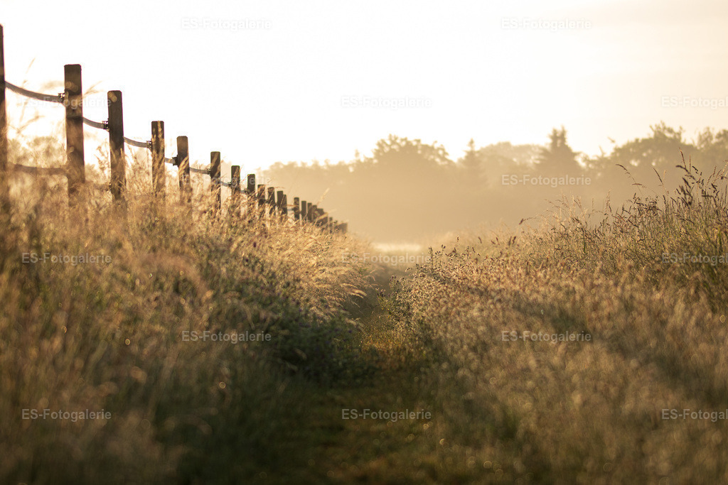 Morgenlicht Feldweg Schwetzingen