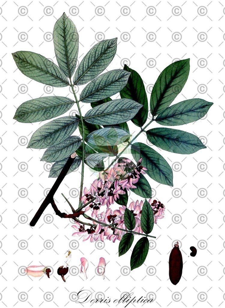HistAbb_1909_2_FLORAD_SIMPLE | Historische Abbildung von Derris elliptica - Fabaceae | Historical Illustration of Derris elliptica - Fabaceae