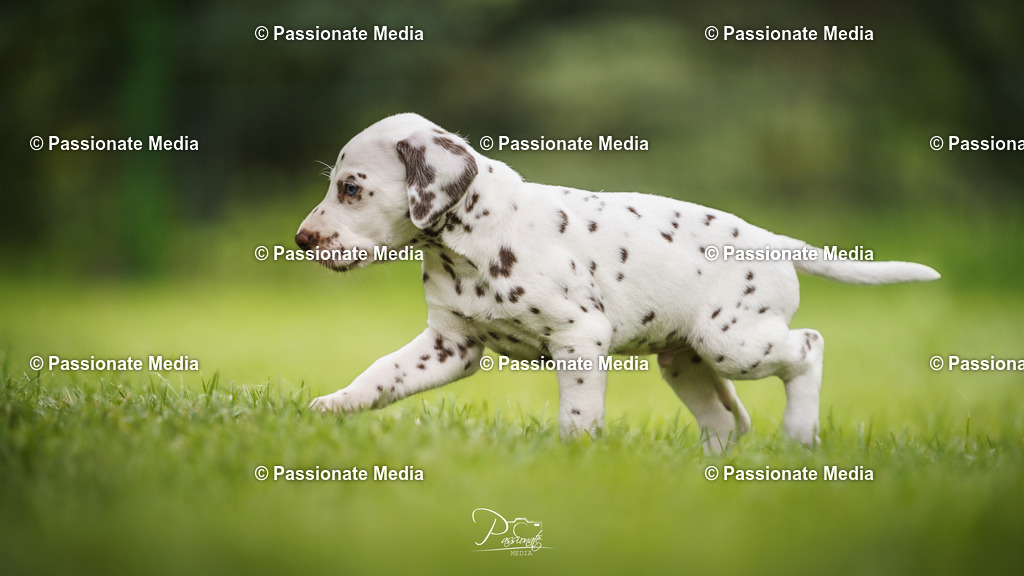 DSC04935 | Passionate Media, dein Fotograf aus Brandenburg, Märkisch Oderland, im Bereich Motorsport, Autos und Motorräder sowie Events und auch Hunde. Shootings oder auch Eventbegleitungen können bei mir gebucht we