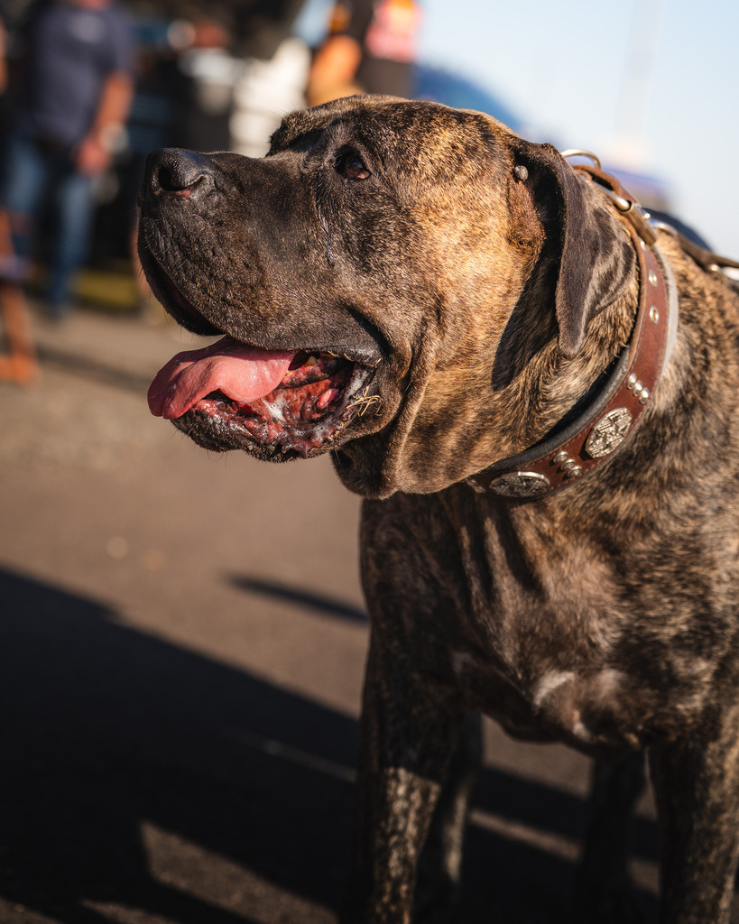 EURONASCAR OSCHERSLEBEN | Exklusive Motorsport-Fotografie aus Leipzig von TXO Media – für Rennfahrer, Teams & Sponsoren. Sausemuth liefert starke Bilder, die Emotion zeigen. Jetzt buchen & glänzen! - Realisiert mit Pictrs.com