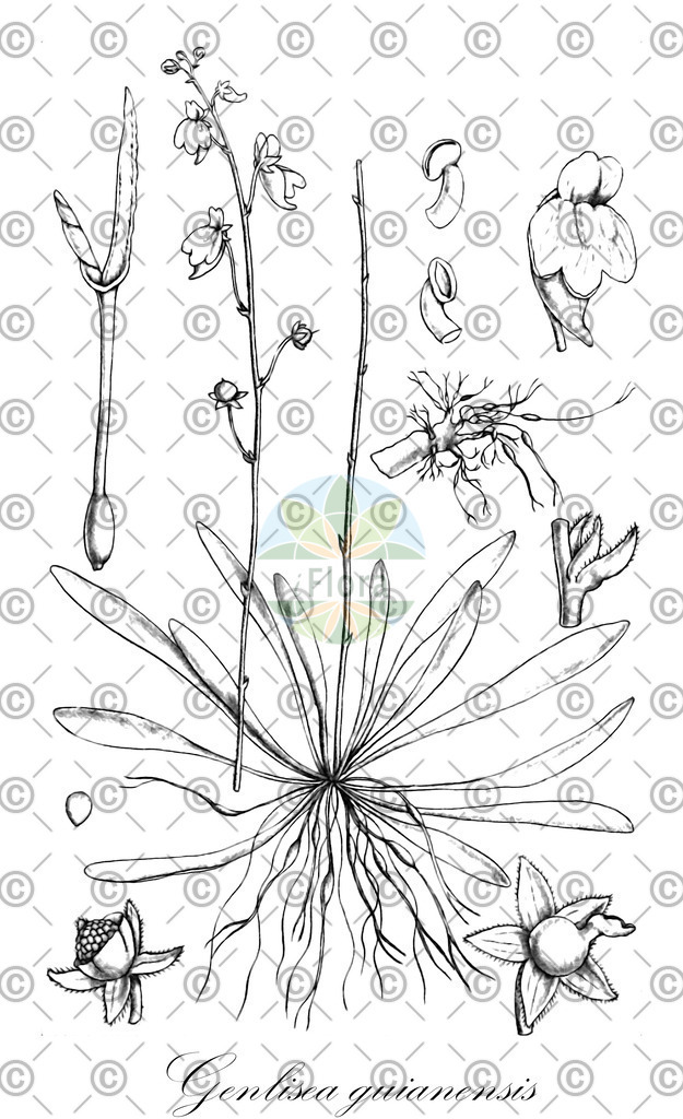 HistAbb_wfo-0000971909_1_ENZY_Simple | Historische Abbildung von Genlisea guianensis - Lentibulariaceae | Historical Illustration of Genlisea guianensis - Lentibulariaceae
