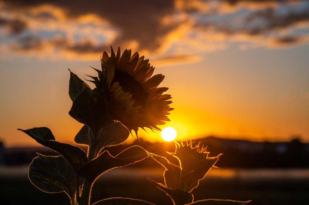 _DSC3740 | renerovisanfotoart.com