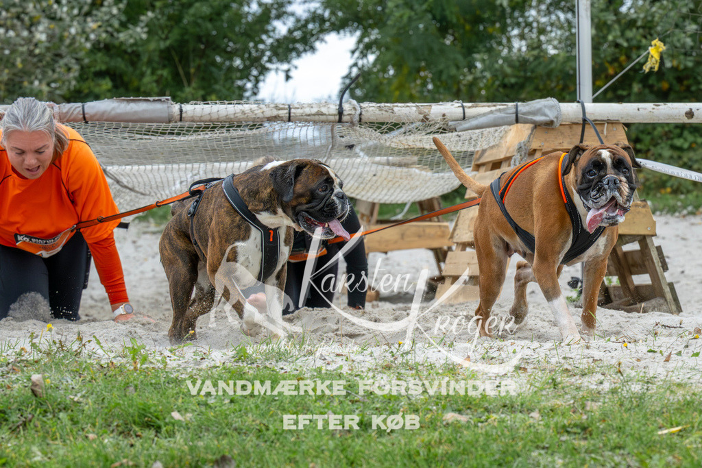 1041_ZZ94931 | kk-dogfotos