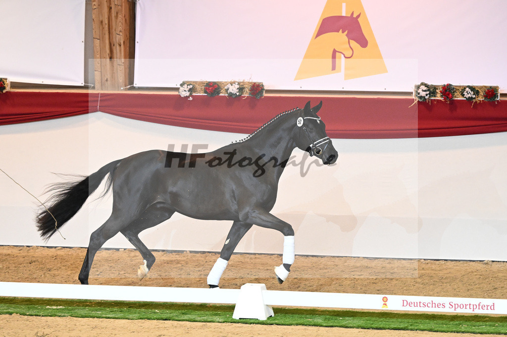 Kat-Nr. 52 Ferrantino_Gestuet Greim_1230220 | hf-fotografie - Realisiert mit Pictrs.com