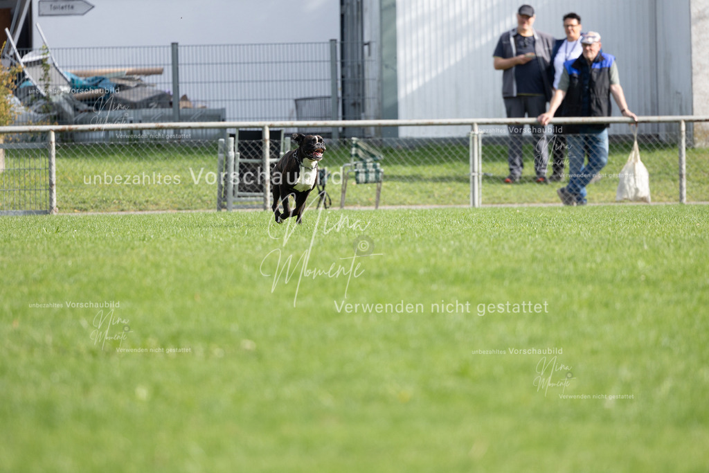 _16A5422 | Einzigartige Fotos von Hunden & Menschen –Actionfotos, Portraits, Vereinsaufnahmen & Paarshootings – authentisch, lebendig & mit Herz.