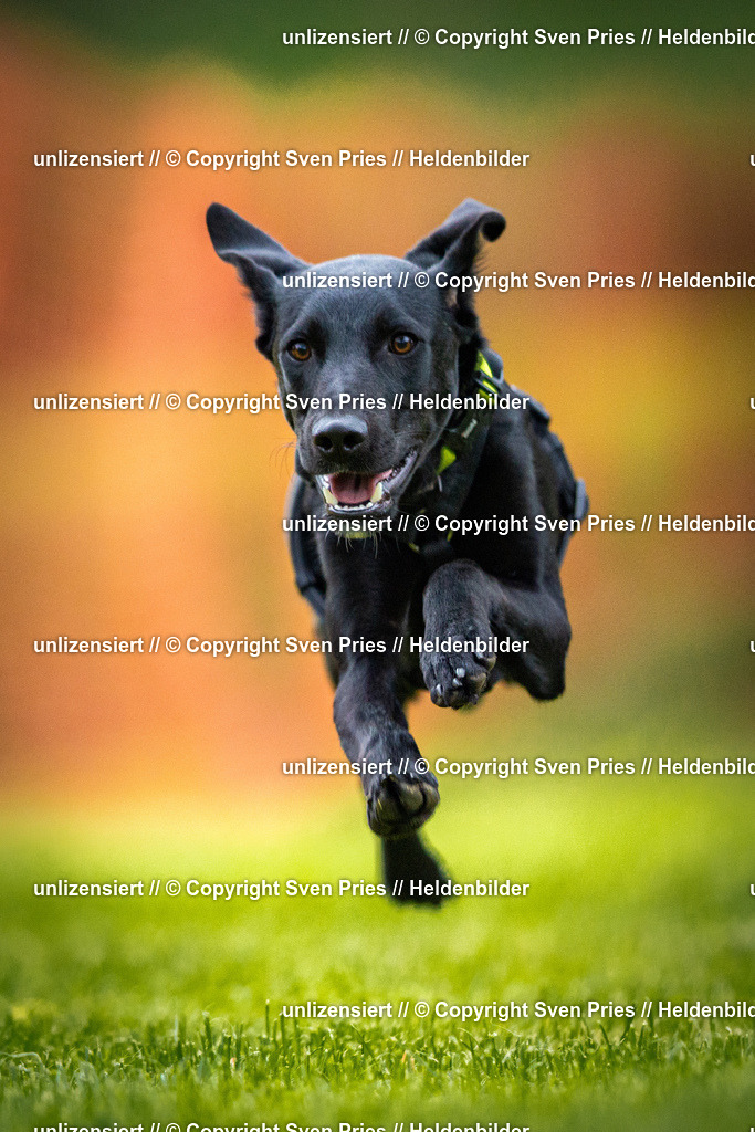 Sven Pries | 2025-09-21 - Hunderennen Baden-Oos - Realisiert mit Pictrs.com