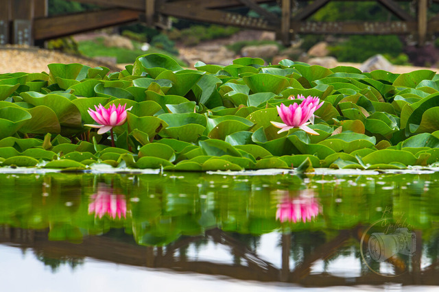 _DSC1349 | Shop für Prints Landschaftsfotografie Sächsische Schweiz Naturfotografie in Thüringen Fotos vom Findlingspark Nochten Kloster Sankt Marienstern Bilder Festung Königstein PanoramaRhododendronpark Kromlau FotogalerSchleswig-Holstein Küstenlandschaften
