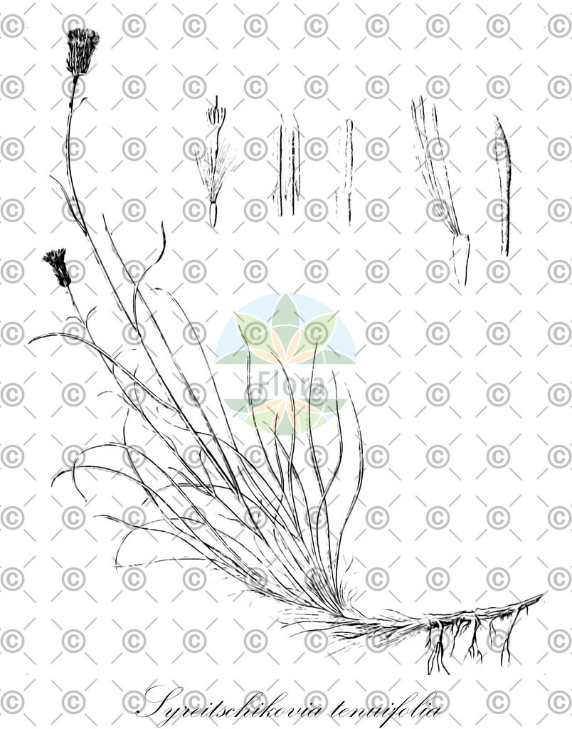 HistAbb_wfo-0000786213_1_ENZY_Simple | Historische Abbildung von Syreitschikovia tenuifolia - Asteraceae | Historical Illustration of Syreitschikovia tenuifolia - Asteraceae