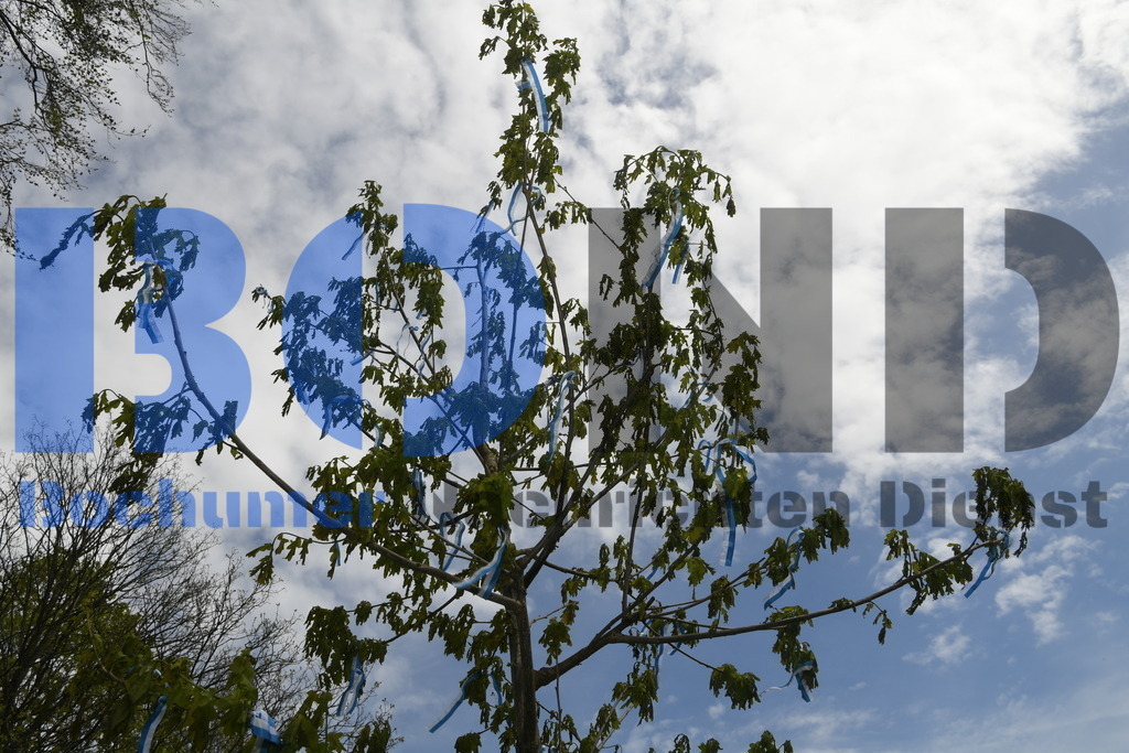 636. Maiabendfest 2024 | {headline}



(Foto: Christian Schnaubelt / BOND)

 - Realisiert mit Pictrs.com