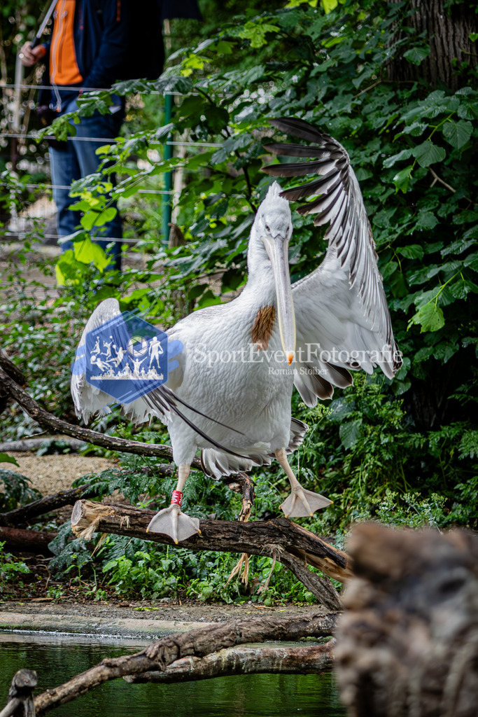 IMG_5881 | SportEventFotografie - Roman Stoiber