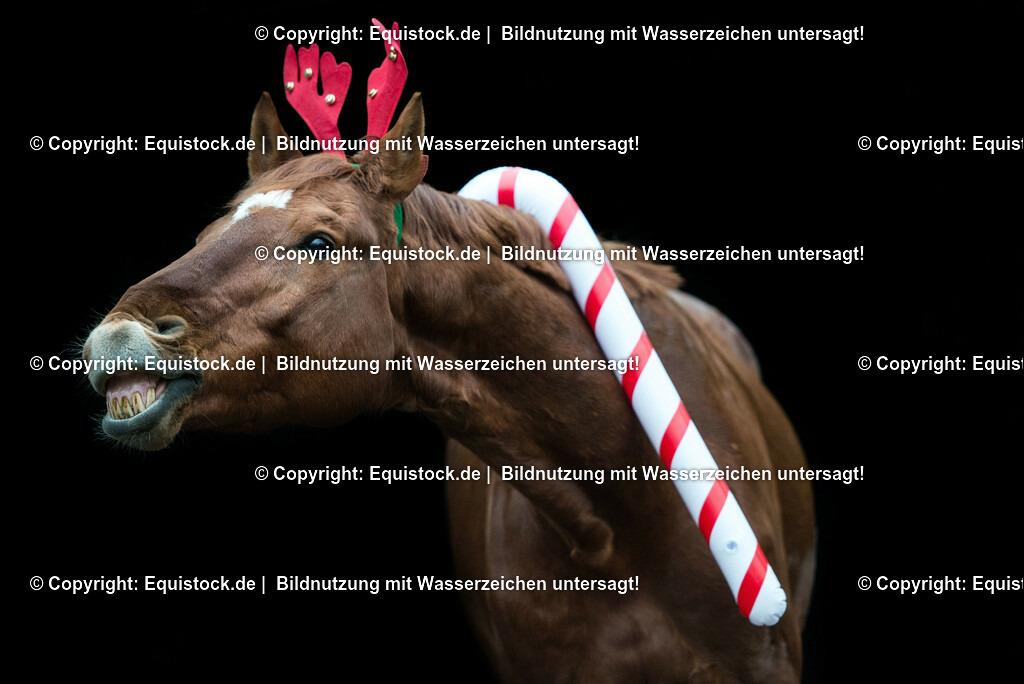 TS_20171223_Candyhorse_0001 | Foto: Thomas Hartig