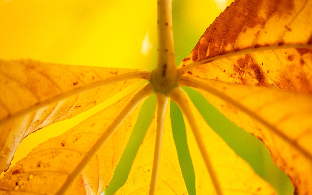 Rosskastanie Blatt | Wien, Austria -  2009: Rosskastanie Blatt im Licht. - Realisiert mit Pictrs.com