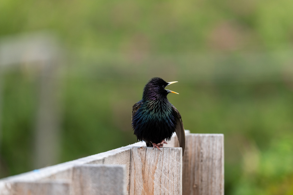 Star | Wer schreit hier? - Realisiert mit Pictrs.com