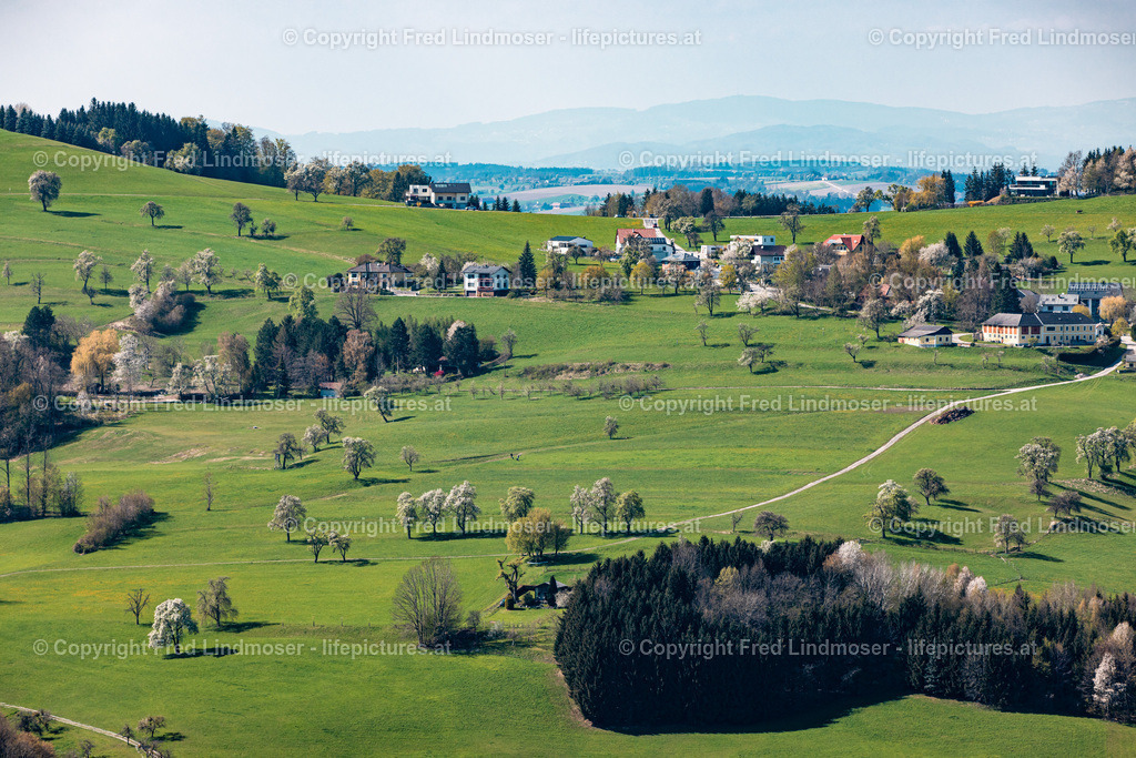 Birnbaumblute Mostviertel 2022-5973 | Fotos und Fotoprodukte - Realisiert mit Pictrs.com