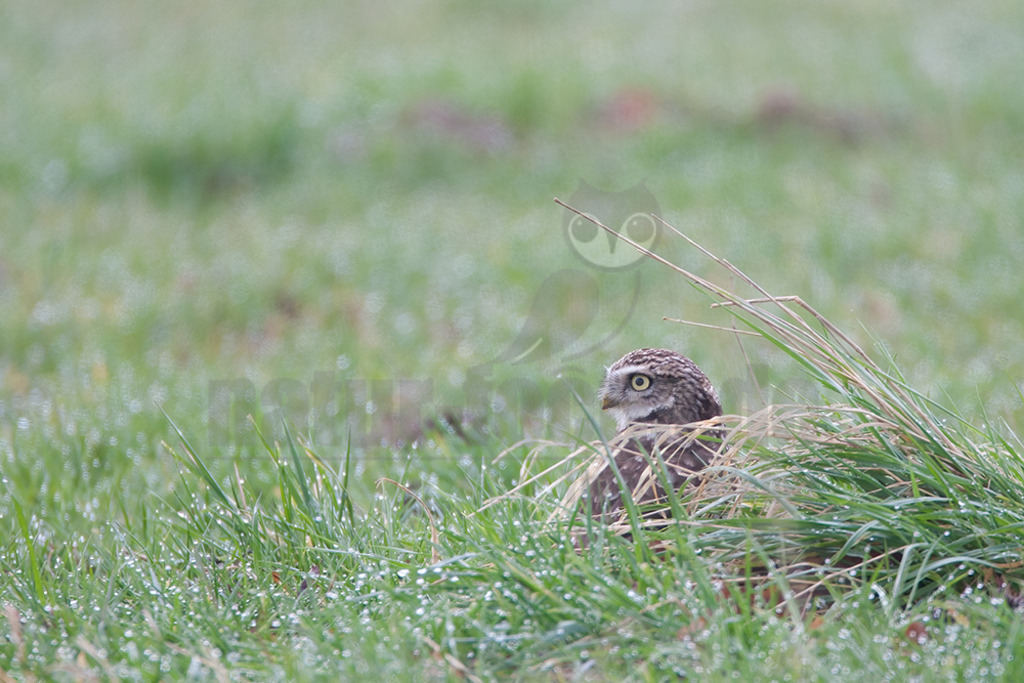 20080322_08403516422 | Der Steinkauz (Athene noctua) ist eine kleine, kurzschwänzige Eulenart aus der Familie der Eigentlichen Eulen (Strigidae). Das Verbreitungsgebiet des Steinkauzes erstreckt sich über Eurasien und Nordafrika. Er ist ein charakteristischer Bewohner der Baumsteppe mit spärlicher oder niedriger Vegetation und jagt bevorzugt auf dem Boden. - Realisiert mit Pictrs.com
