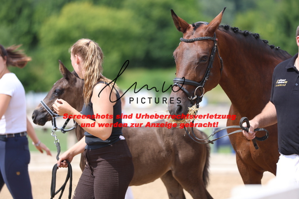 Fohlenschau_Schwäbisch_Hall_dressurbetonte_Fohlen_KN 53_17 | lmwpictures - Realisiert mit Pictrs.com