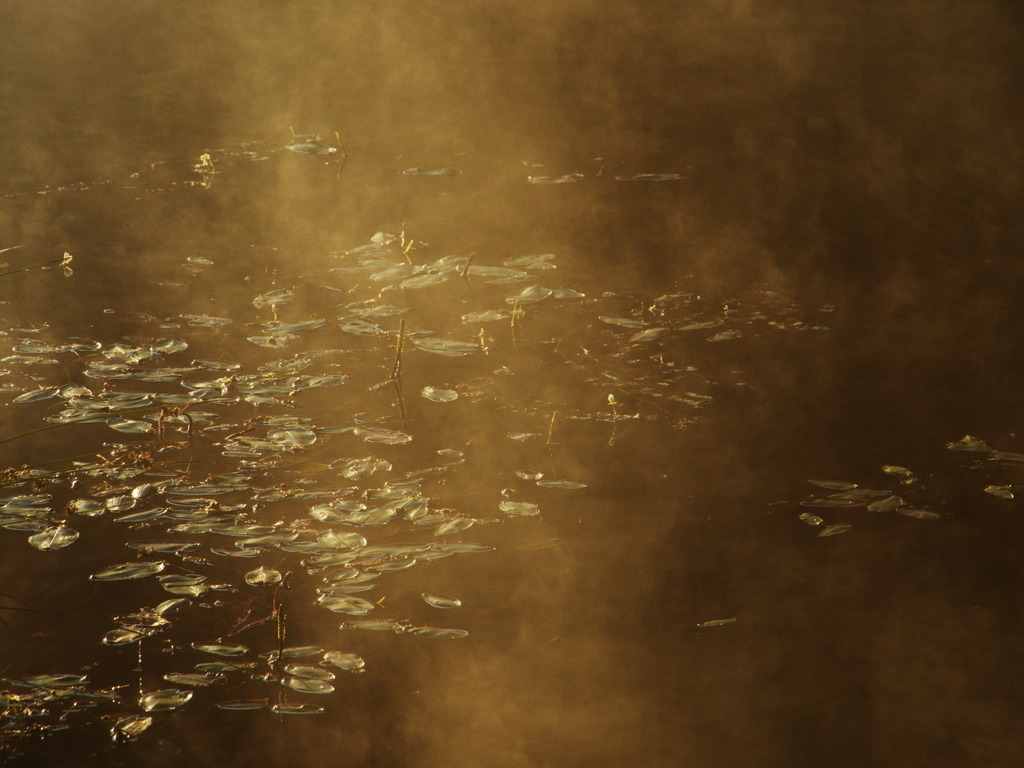 Teich im Morgennebel | Auf der Wasseroberfläche eines bewachsenen Teichs steigt der morgendliche Nebel auf. - Realisiert mit Pictrs.com