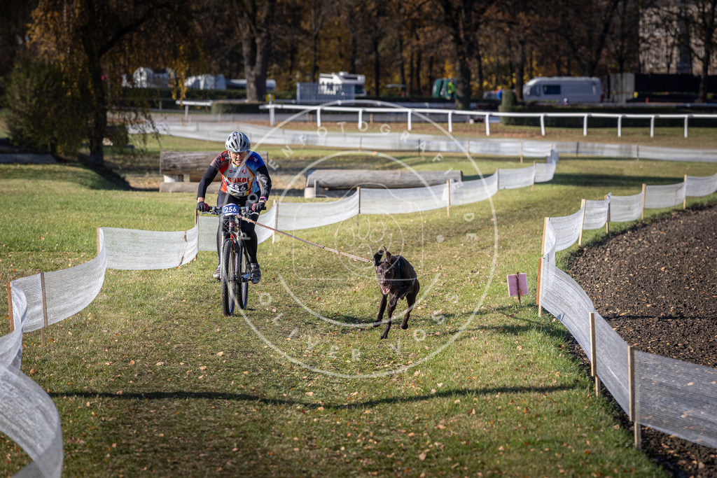 CaniXpix_DV3A4675 | Hundefotografie, Tierfotograf, Pfotenfotografie, Fotoshooting Hund, Hunde Portrait, Hundesport, Hundeportraits, Heideshooting, Hunde, Sportfotograf, Hundefotograf, Turnierhundsport, THS,  - Realisiert mit Pictrs.com