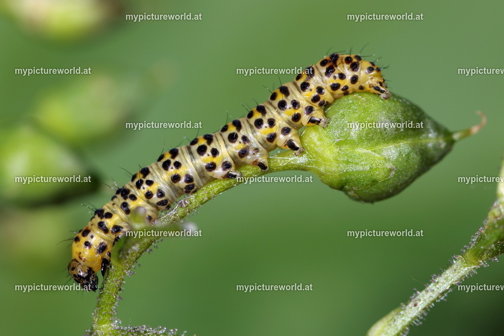 Shargacucullia scrophulariae-002 | Das Bilderarchiv über Tiere, Planzen und Landschaften. In der Bilddatenbank finden Sie ein große Auswahl an hochwertigen Bilder für Ihre Werbung - Realized with Pictrs.com