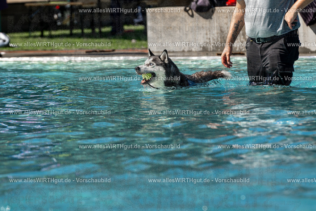 Hundeschwimmen_Volksbad_2026-allesWIRTHgut_Tierfotografie-2609061246-FAY06564 | Professionelle Tierfotografie in Mönchengladbach von Daniel Wirth (allesWIRTHgut). Liebevolle & natürliche Bilder von Hunden & Katzen für unvergessliche Erinnerungen.