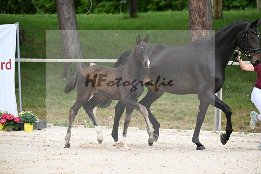 Kat-Nr. 1 HF Secret x San Muscadet_Holmer-Rattenhuber_24260019 | hf-fotografie - Realisiert mit Pictrs.com
