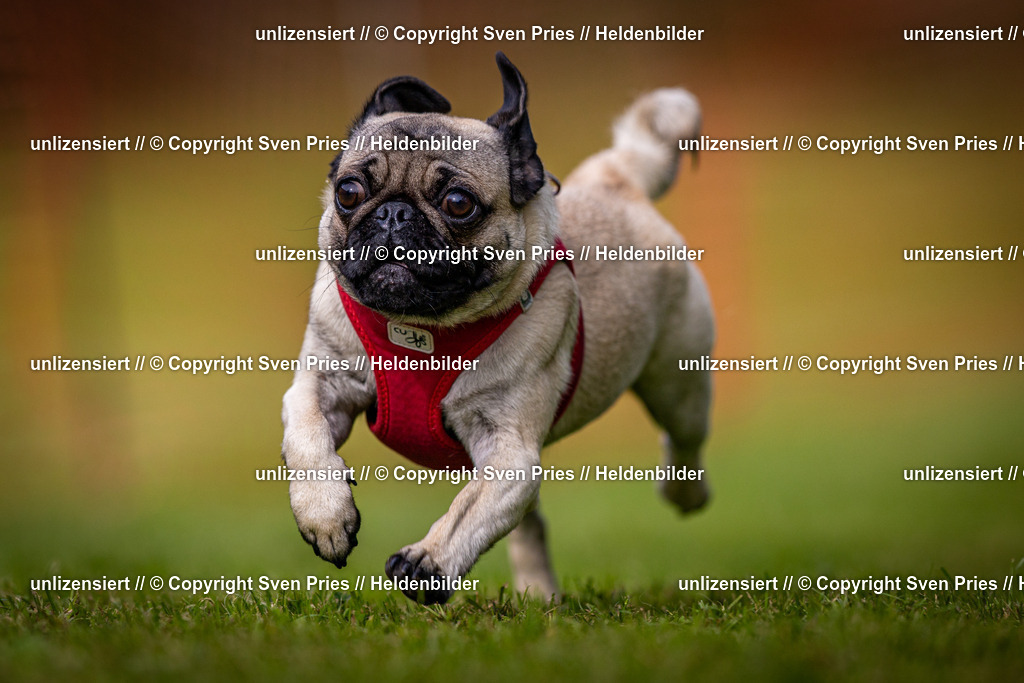 Sven Pries | 2024-09-22 - Hunderennen Baden-BadenPudelverein - Realisiert mit Pictrs.com