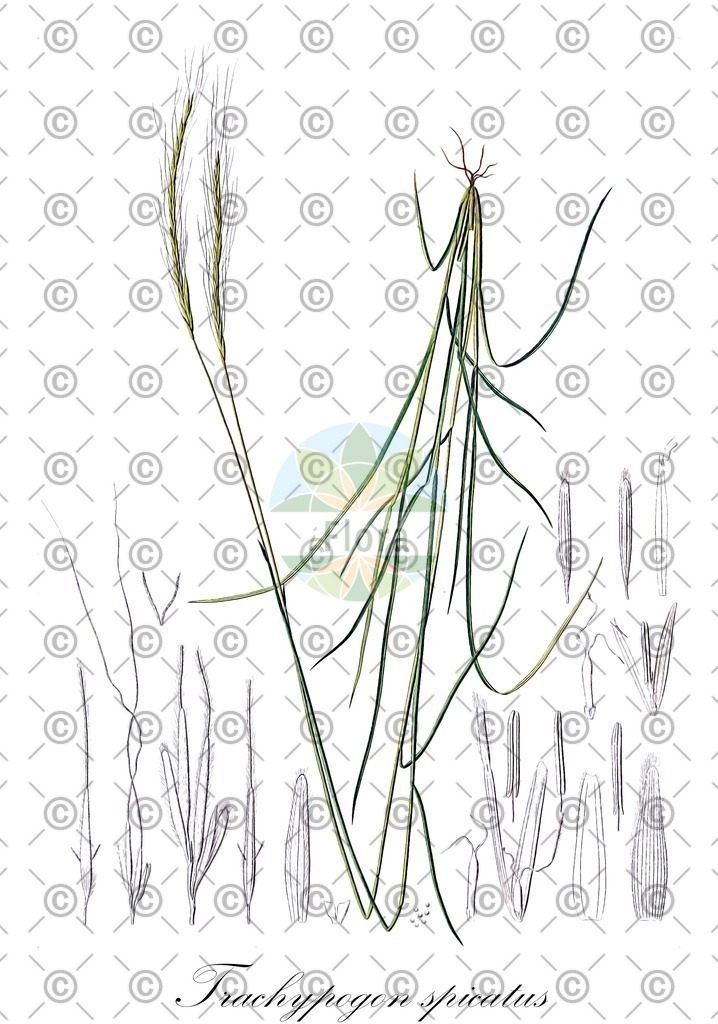 HistAbb_wfo-0000903935_1_ENZY_Simple | Historische Abbildung von Trachypogon spicatus - Poaceae | Historical Illustration of Trachypogon spicatus - Poaceae