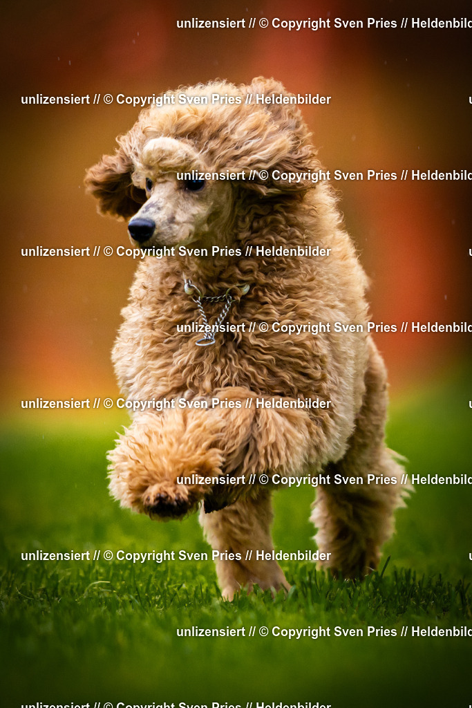 Sven Pries | 2025-09-21 - Hunderennen Baden-Oos - Realisiert mit Pictrs.com