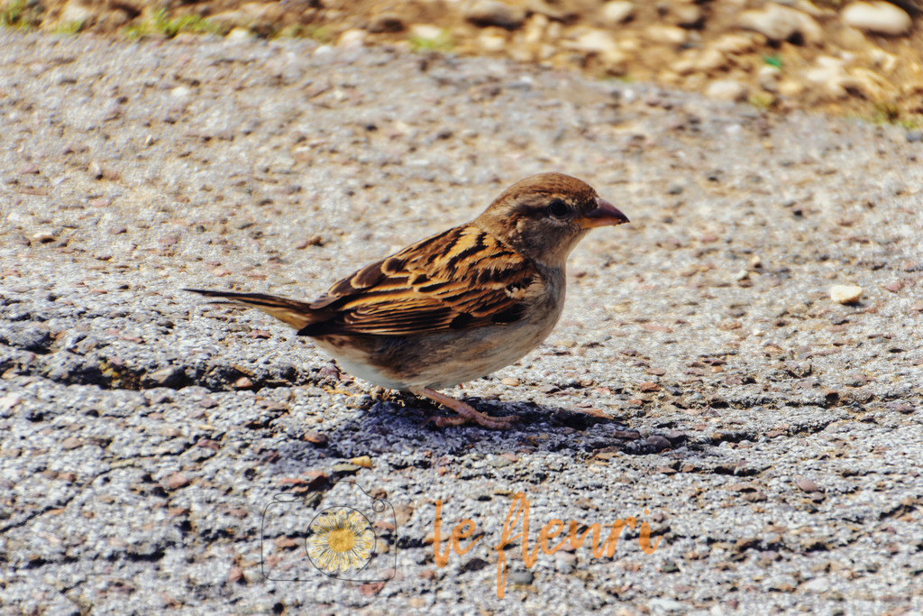 DSC_0074-NEF_DxO_DeepPRIME (1) | Dies ist der Shop von Florian Blum - le fleuri. Langenthal, Bern, SchweizSie können hier meine oder ihre eigenen Fotos als Fotoprodukte kaufen. Tassen, Schlüsselanhänger, Taschen etc. können Sie hier gestalten.  - Realisiert mit Pictrs.com