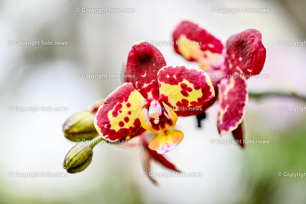 Botanischer Garten Linz_ Orchideen_ 14.04.2024-22 | 14.02.2024, Botanischer Garten Linz, AUT, Orchideen, im Bild Orchidee, Blume, Bluete, Pflanze, Tropenhaus, tropisch, Farbe, exotisch, bunt, Flora, Natur