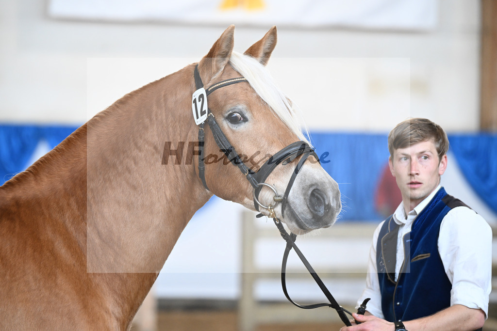 Kat-Nr. 12 Amaretto Ass v. Abraxas_Kern_48250253 | hf-fotografie - Realisiert mit Pictrs.com