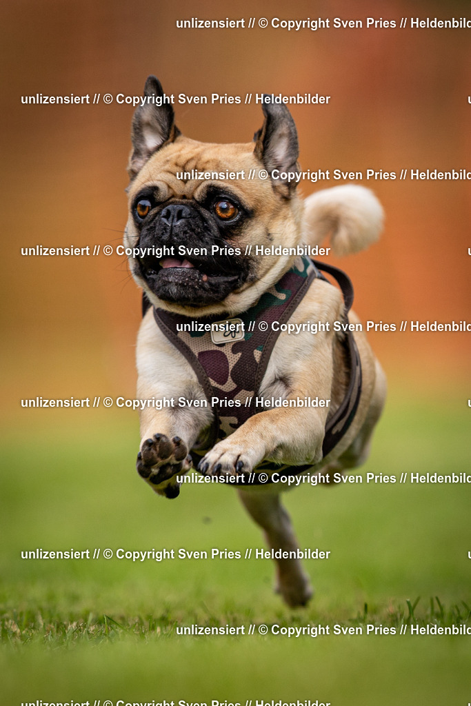 Sven Pries | 2024-09-22 - Hunderennen Baden-BadenPudelverein - Realisiert mit Pictrs.com